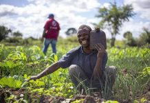 Mozambique Transforms Smallholders Into Agripreneurs Mozambique Transforms Smallholders Into Agripreneurs