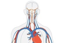 Microrobots Swim through Blood to Deliver Drugs: Study Microrobots Swim through Blood to Deliver Drugs: Study