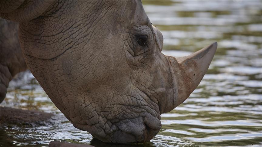 Singapore Seizes Record Rhinoceros Horns Worth $800K Singapore Seizes Record Rhinoceros Horns Worth $800K