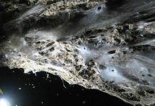 Giant Spider Web Found in Greek-Albanian Border Cave: Study Giant Spider Web Found in Greek-Albanian Border Cave: Study