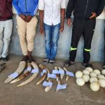 Five detained in possession of 10 elephant tusks in Gaza Five detained in possession of 10 elephant tusks in Gaza