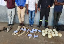 Five detained in possession of 10 elephant tusks in Gaza Five detained in possession of 10 elephant tusks in Gaza