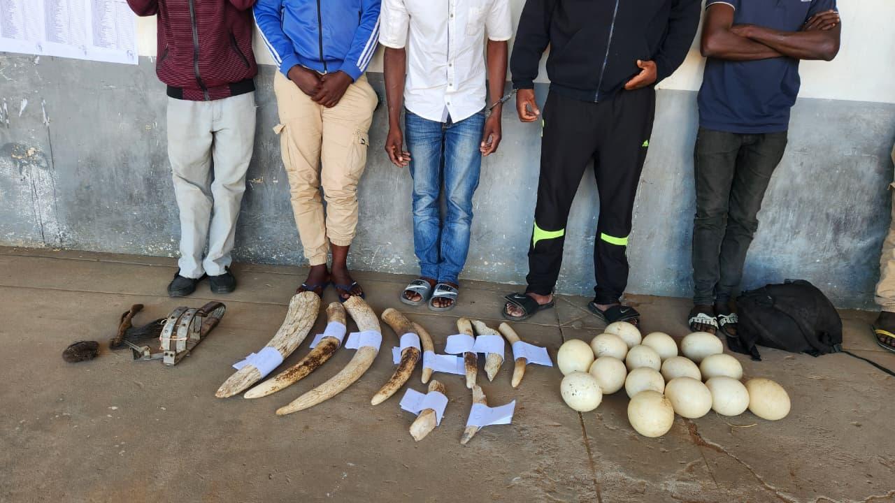 Five detained in possession of 10 elephant tusks in Gaza Five detained in possession of 10 elephant tusks in Gaza