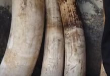 Seven Arrested for Poaching Ivory from Four Elephants Seven Arrested for Poaching Ivory from Four Elephants