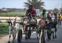 UN Warns of Deepening Protection Crisis in Mozambique UN Warns of Deepening Protection Crisis in Mozambique