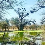 Italian Film Festival opens in Maputo Italian Film Festival opens in Maputo