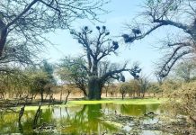 Italian Film Festival opens in Maputo Italian Film Festival opens in Maputo