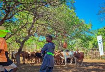 Sasol Delivers Cattle and Opens New Development Cycle Sasol Delivers Cattle and Opens New Development Cycle