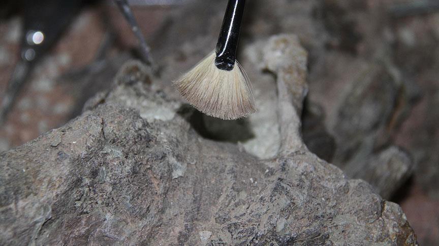 Surprising Face of 1.5M-Year-Old Homo Erectus Surprising Face of 1.5M-Year-Old Homo Erectus