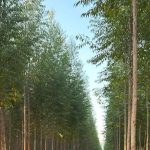 FSC Launches New Interim Forest Stewardship Standard FSC Launches New Interim Forest Stewardship Standard