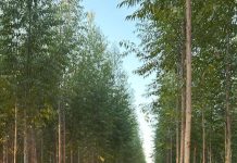 FSC Launches New Interim Forest Stewardship Standard FSC Launches New Interim Forest Stewardship Standard