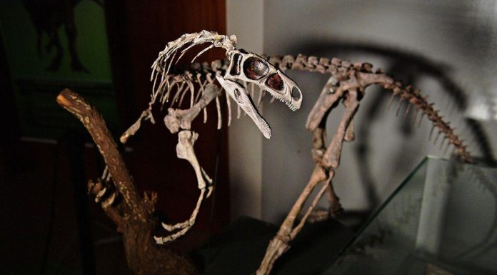 New Chicken-Like Dinosaur Fossils Discovered New Chicken-Like Dinosaur Fossils Discovered