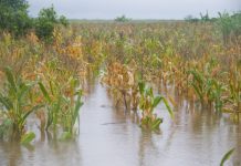 About 70,000 hectares lost in Gaza province About 70,000 hectares lost in Gaza province