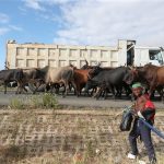 Cattle Farmers Seek Restocking Program After Flood Losses Cattle Farmers Seek Restocking Program After Flood Losses