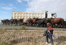 Cattle Farmers Seek Restocking Program After Flood Losses Cattle Farmers Seek Restocking Program After Flood Losses