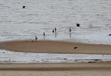 Mozambique Troops Accused of Killing Fishermen Mozambique Troops Accused of Killing Fishermen