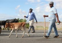 Rising Limpopo River Forces Relocation of Cattle Rising Limpopo River Forces Relocation of Cattle