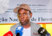 Mozambique Wildfires Destroy Over 260,000 Hectares Mozambique Wildfires Destroy Over 260,000 Hectares