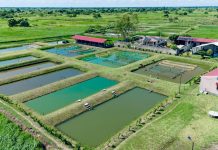 More Blue Economy Coordination to Boost Aquaculture Output More Blue Economy Coordination to Boost Aquaculture Output