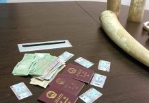Chinese Citizen Arrested with 200 Kilograms Ivory Chinese Citizen Arrested with 200 Kilograms Ivory