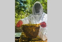 Honey Programme Promotes Sustainable Development in Pomene Honey Programme Promotes Sustainable Development in Pomene