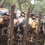 Mozambique Sees 63% Increase in Animal Disease Outbreaks Mozambique Sees 63% Increase in Animal Disease Outbreaks