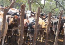 Mozambique Sees 63% Increase in Animal Disease Outbreaks Mozambique Sees 63% Increase in Animal Disease Outbreaks