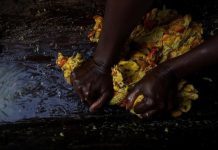 Mozambique’s Cashew Exports Reach Over $120 Million in 2025 Mozambique's Cashew Exports Reach Over $120 Million in 2025