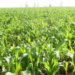 Germany Commits Over Three Billion Meticais for Agribusiness Germany Commits Over Three Billion Meticais for Agribusiness