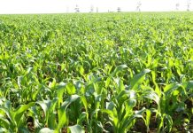 Germany Commits Over Three Billion Meticais for Agribusiness Germany Commits Over Three Billion Meticais for Agribusiness