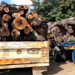 Industrialization Key to Curb Timber Smuggling Industrialization Key to Curb Timber Smuggling