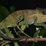 New Chameleon Species Discovered in Mozambique’s Sky Islands New Chameleon Species Discovered in Mozambique's Sky Islands
