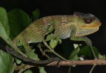 New Chameleon Species Discovered in Mozambique’s Sky Islands New Chameleon Species Discovered in Mozambique's Sky Islands