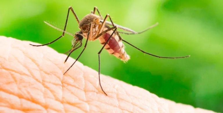 Mosquito bites: widely available skin cream found to prevent the spread of deadly viruses – new research Mosquito bites: widely available skin cream found to prevent the spread of deadly viruses – new research