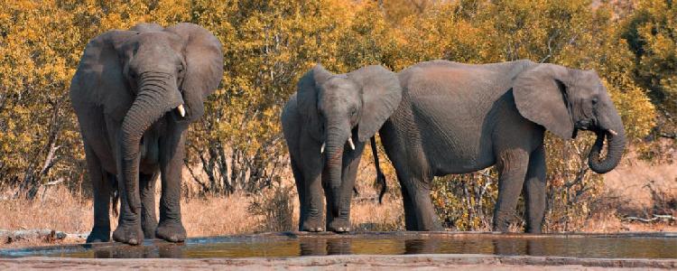 Ministry forks out N$2,9m due to stray elephants Ministry forks out N$2,9m due to stray elephants