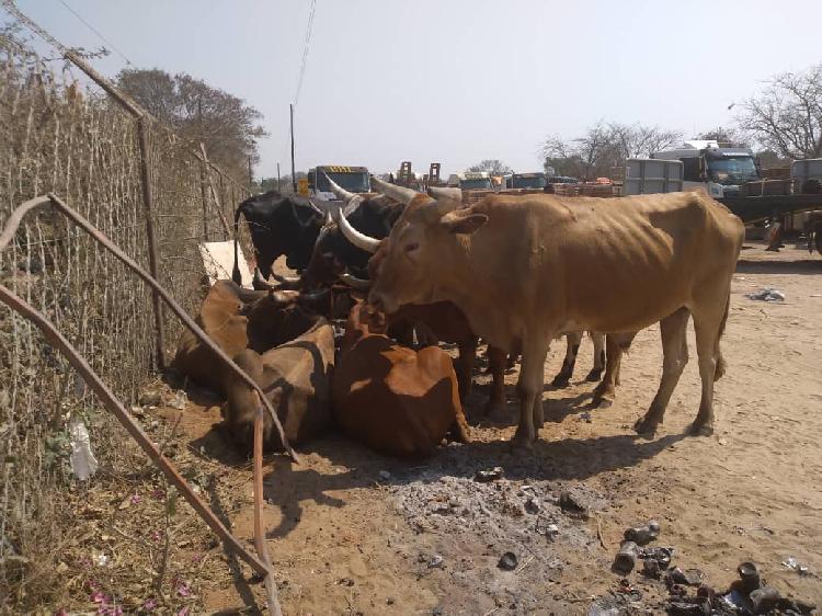 Zambezi farmers struggling to access market – union Zambezi farmers struggling to access market – union