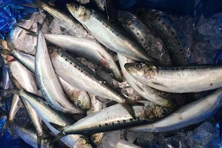 Govt pushes for early fish quota auction Govt pushes for early fish quota auction