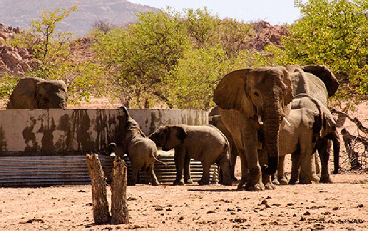 Boost for Namibia’s wildlife conservation… as US allows hunters to import some elephant trophies Boost for Namibia’s wildlife conservation… as US allows hunters to import some elephant trophies