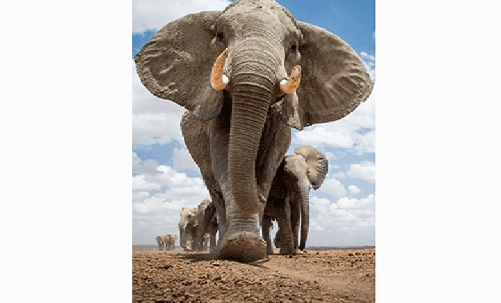 N$1 billion ivory stockpile setback… as Britain imposes fresh ban N$1 billion ivory stockpile setback… as Britain imposes fresh ban