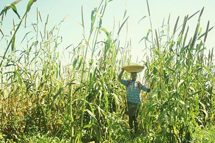 Using chemical remedies in crop production Using chemical remedies in crop production
