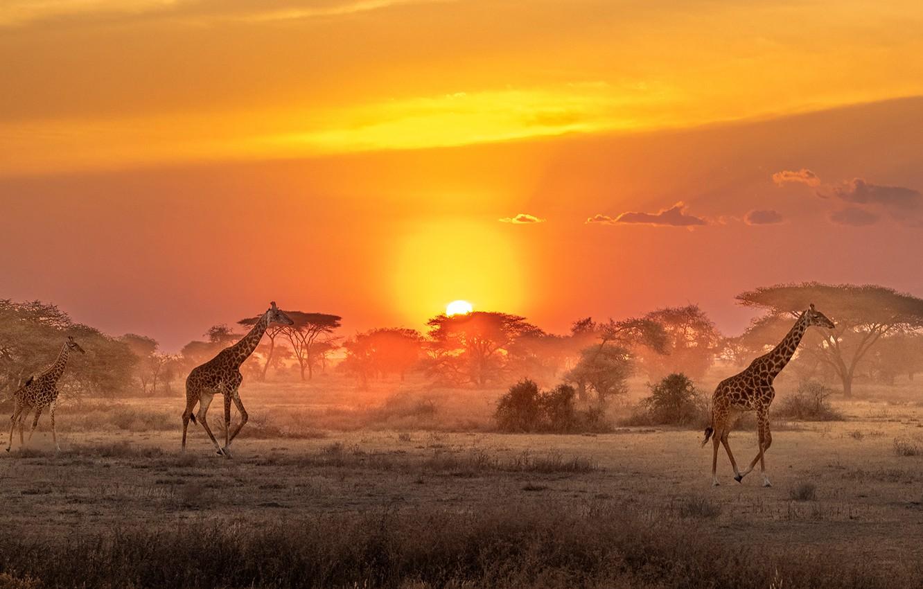 Wealth and nature: Africa’s role in redefining finance for conservation Wealth and nature: Africa’s role in redefining finance for conservation