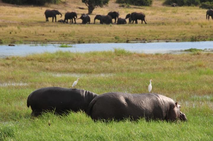 Curbing illegal wildlife trade in Namibia could contribute to economy: report Curbing illegal wildlife trade in Namibia could contribute to economy: report