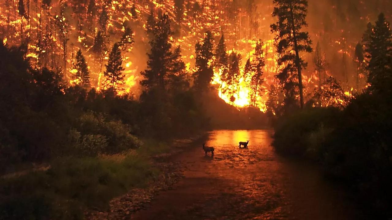 Scientists Discover Earth's Earliest Major Wildfire Dating Some 430 Million Years Ago Scientists Discover Earth's Earliest Major Wildfire Dating Some 430 Million Years Ago