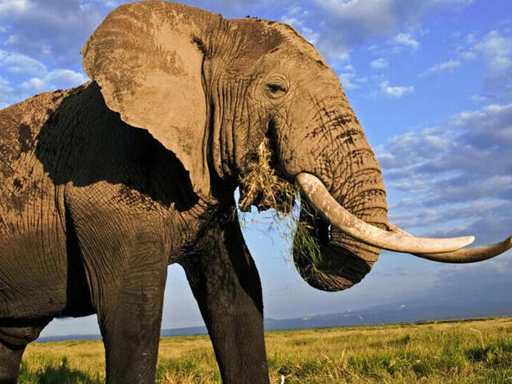 Top court hears appeal on elephant captivity 'libel' Top court hears appeal on elephant captivity 'libel'