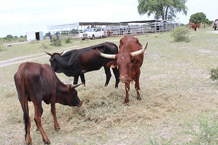Lung disease breaks out in Ohangwena Lung disease breaks out in Ohangwena