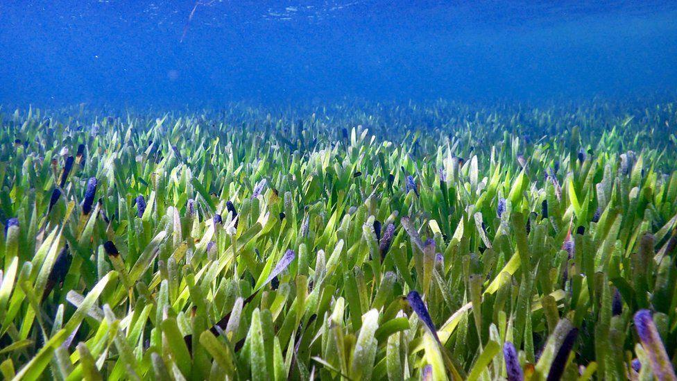 World’s biggest plant discovered off Australian coast World’s biggest plant discovered off Australian coast