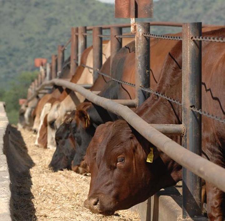 Prevent salt poisoning in livestock Prevent salt poisoning in livestock