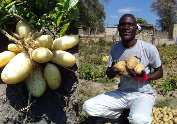 Popa villager produces irrigated potatoes Popa villager produces irrigated potatoes