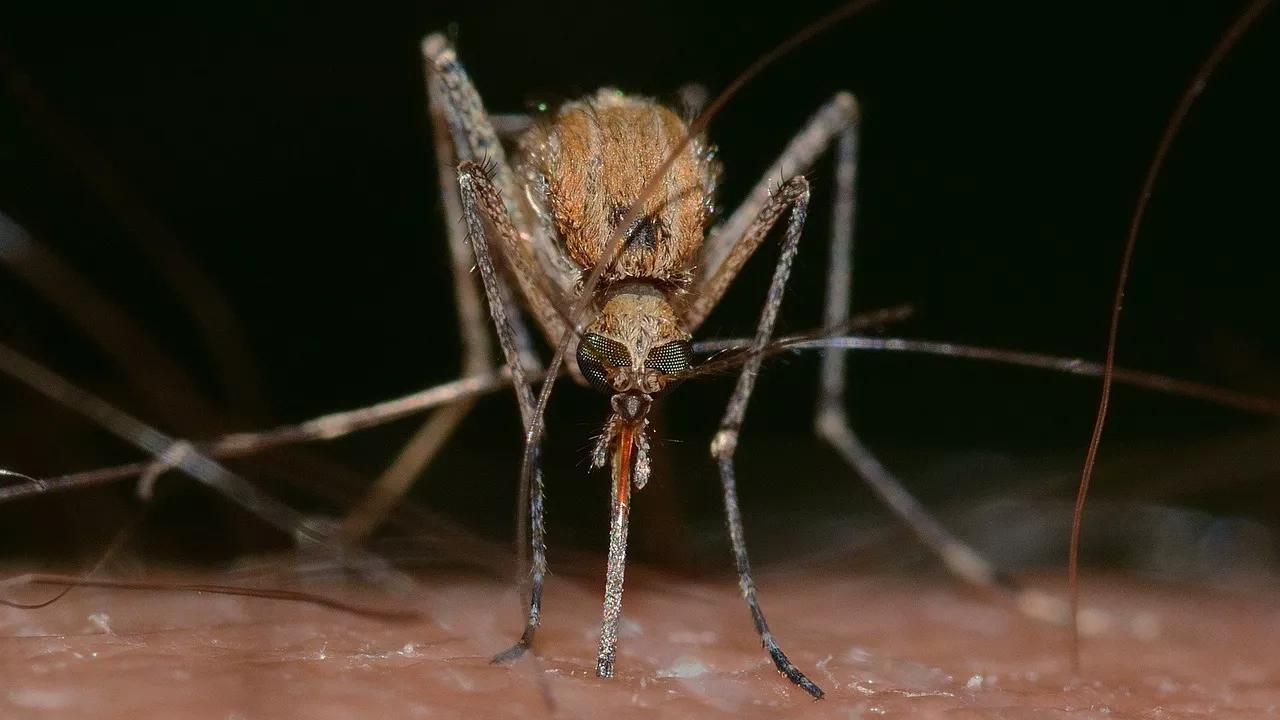 Study: Zika & Dengue May Make You a Magnet for Mosquitoes Study: Zika & Dengue May Make You a Magnet for Mosquitoes