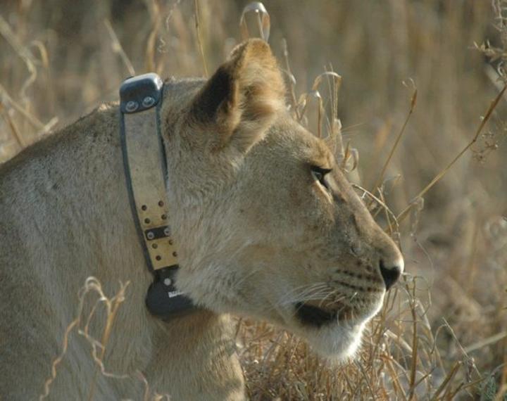 Namibia collars 29 lions to curb human-wildlife conflict Namibia collars 29 lions to curb human-wildlife conflict